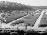 Mulberry Plantation rice fields (Library of Congress).